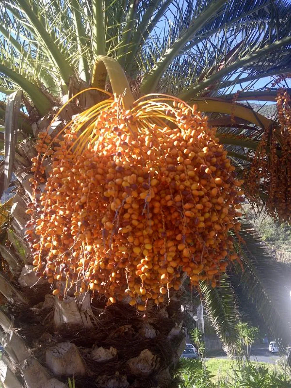 Cheapest Bulk Date Varieties for Giveaways: Choose Economical Without Sacrificing Quality