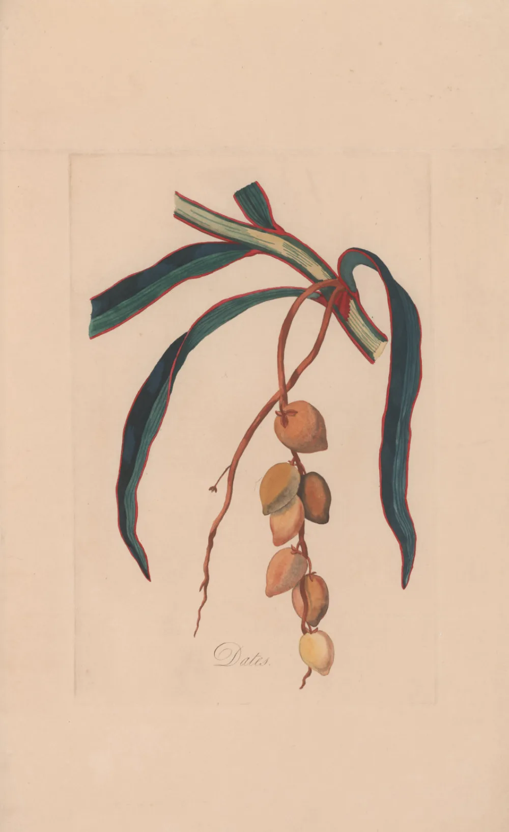 Buying Dates Bulk vs Retail: Price Gap, Break-Even & Who Should Buy in Bulk