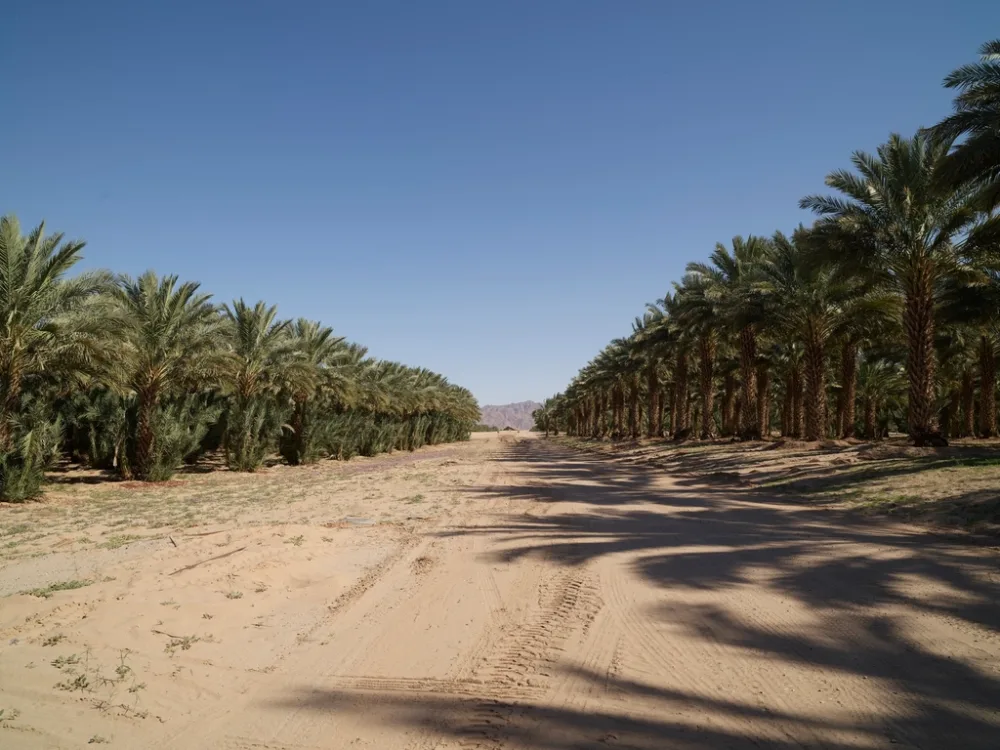 Kurma Ajwa Madinah — Grosir Grade A, AAA VIP & VVIP Jumbo