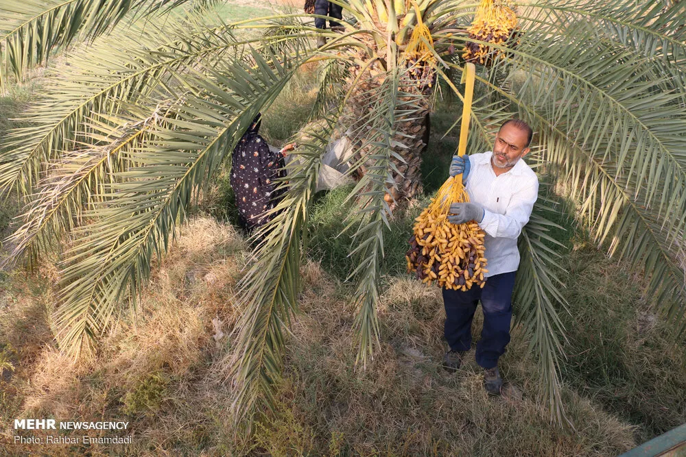 Kurma Mariami / Piarom Iran — Grosir Grade A & AAA VIP
